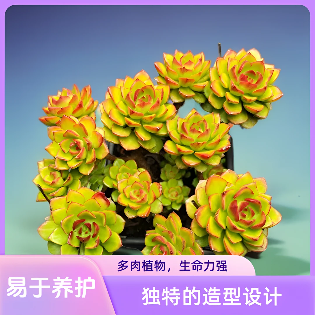 方盆老桩玫瑰蒂亚 秋冬上色露养多肉叶片有晒斑点可代谢 红边发货