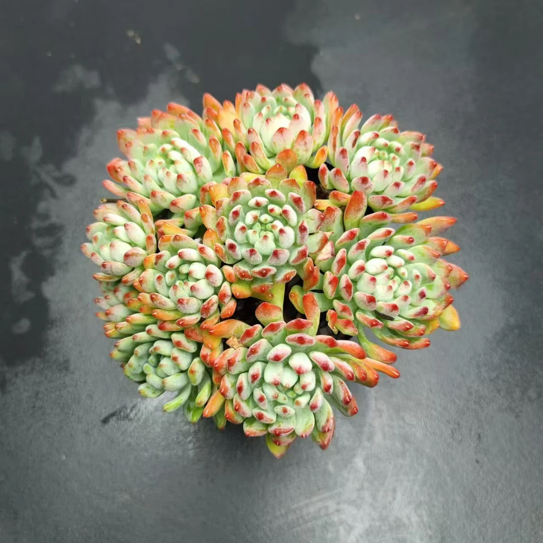 精品蓝精灵 多肉植物 带盆带土