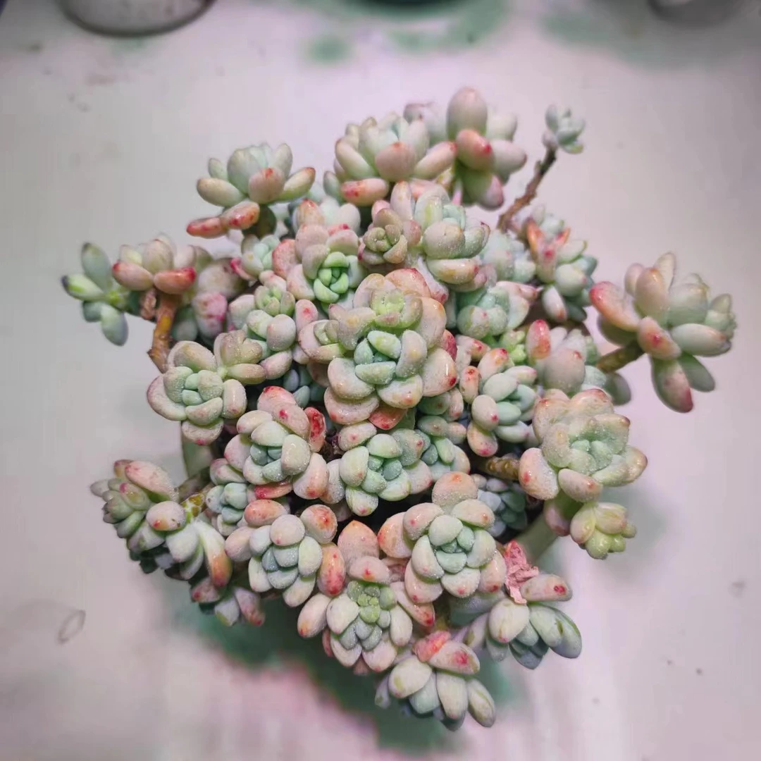 樱花罗琦 好看好养 多肉植物