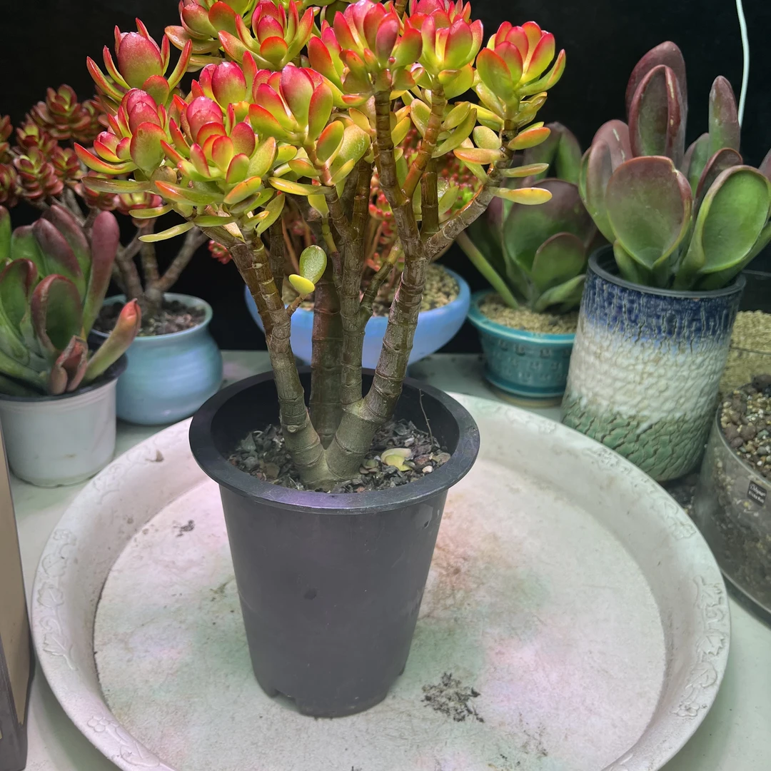 摇钱树 好看好养 精控精养 多肉植物