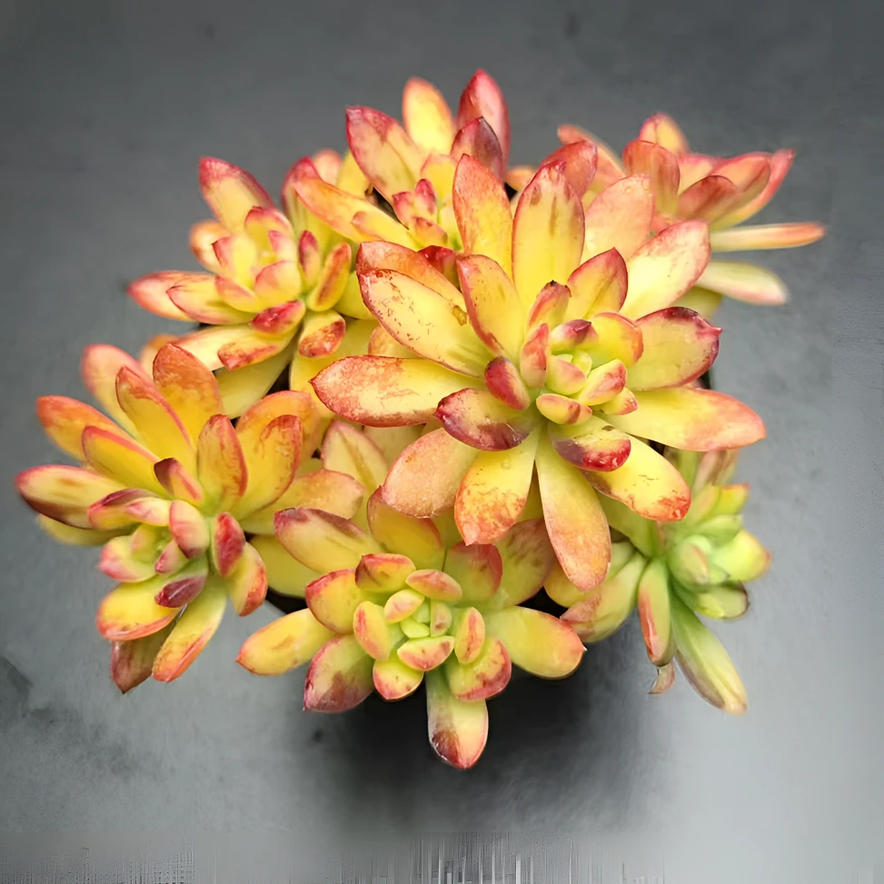 叮当锦 七彩云南 多肉植物 同株不同色 好看好养