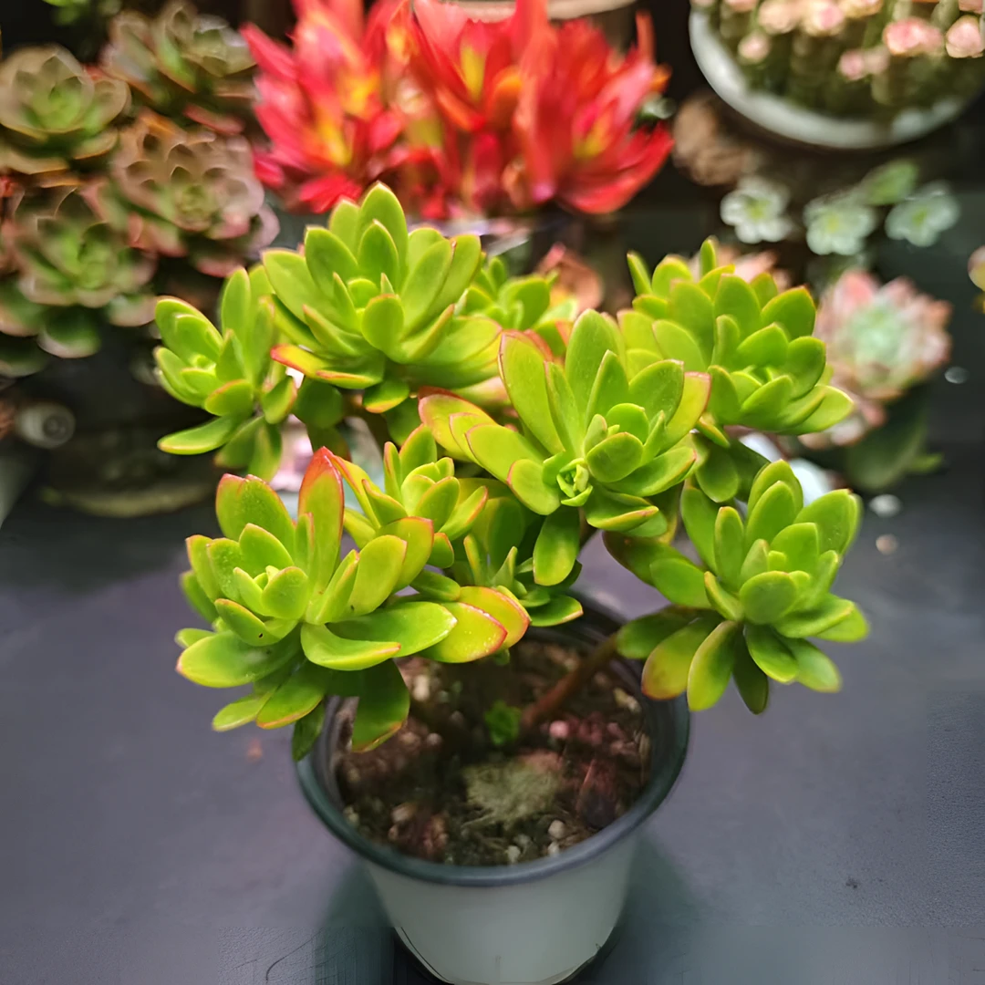 青阳 多肉植物 红边绿体 越晒越红 新手必备 带盆带土