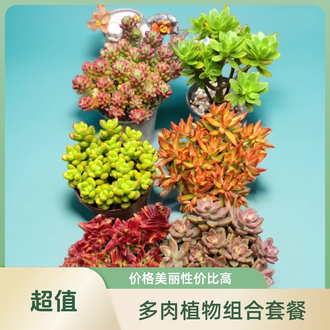 H转运龙珠+青阳+红日+香豆子+姬胧月+红叶季多肉组合塑料盆发货