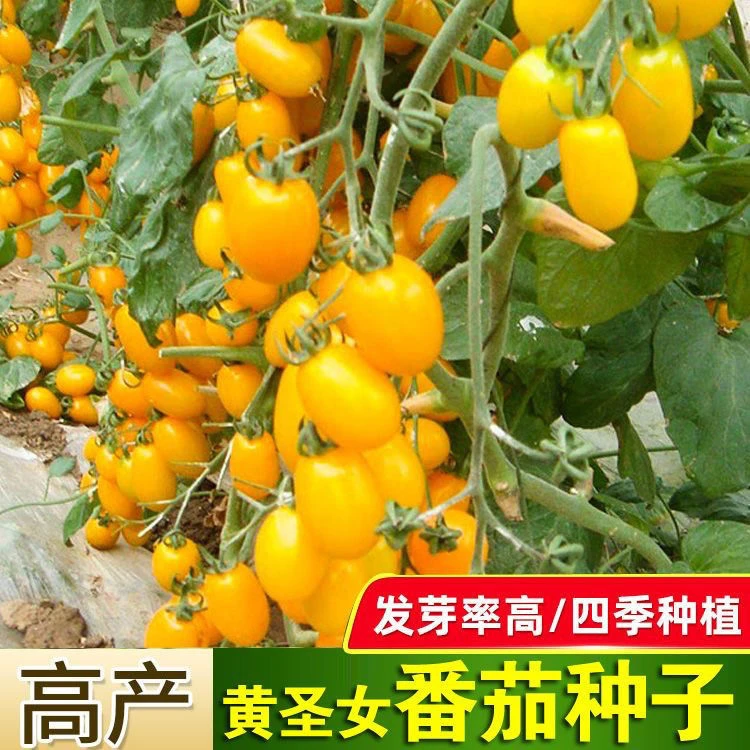 黄色圣女果种子四季樱桃小番茄