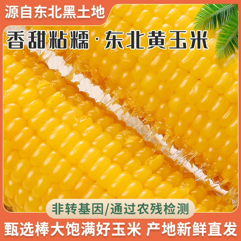 【拍8送2】黄糯玉米东北黑土地特产早餐速食真空包装整箱5斤半