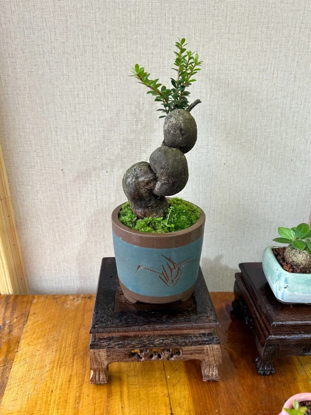 精美盆栽树萝卜摆件【直播间一物一拍】【私拍随机发货】