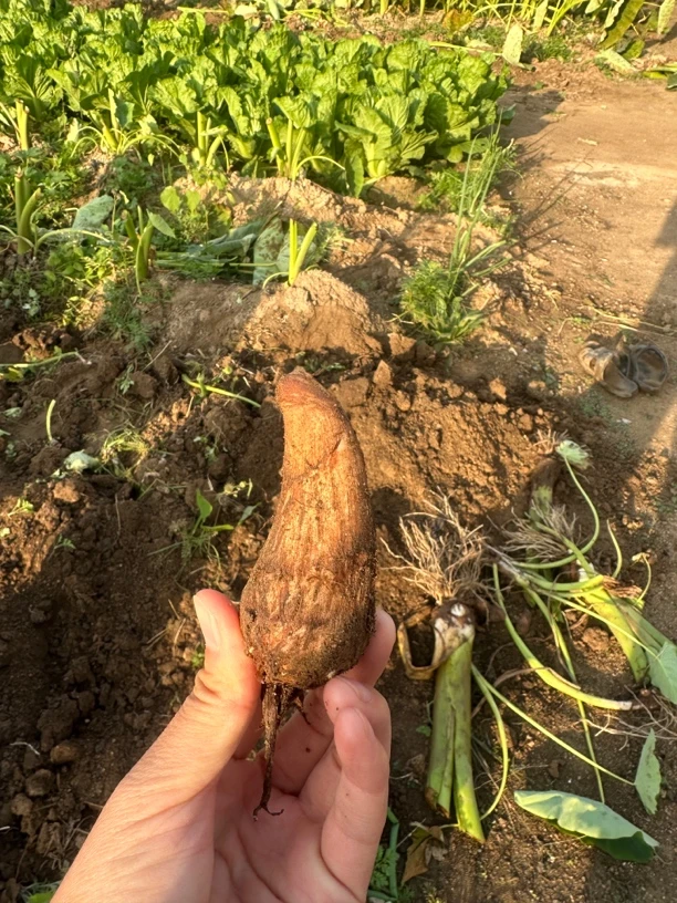 箴言自家芋头五斤混合装