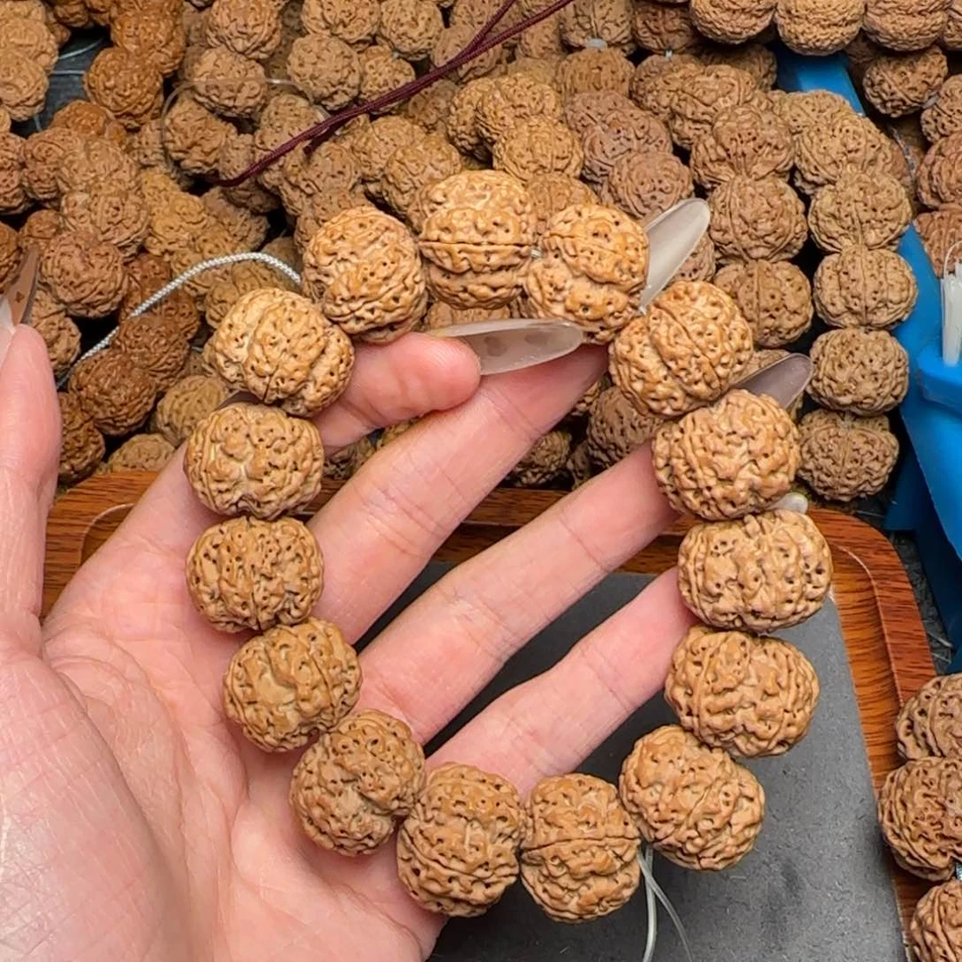 菩提24号尼泊尔大金刚20小肉球