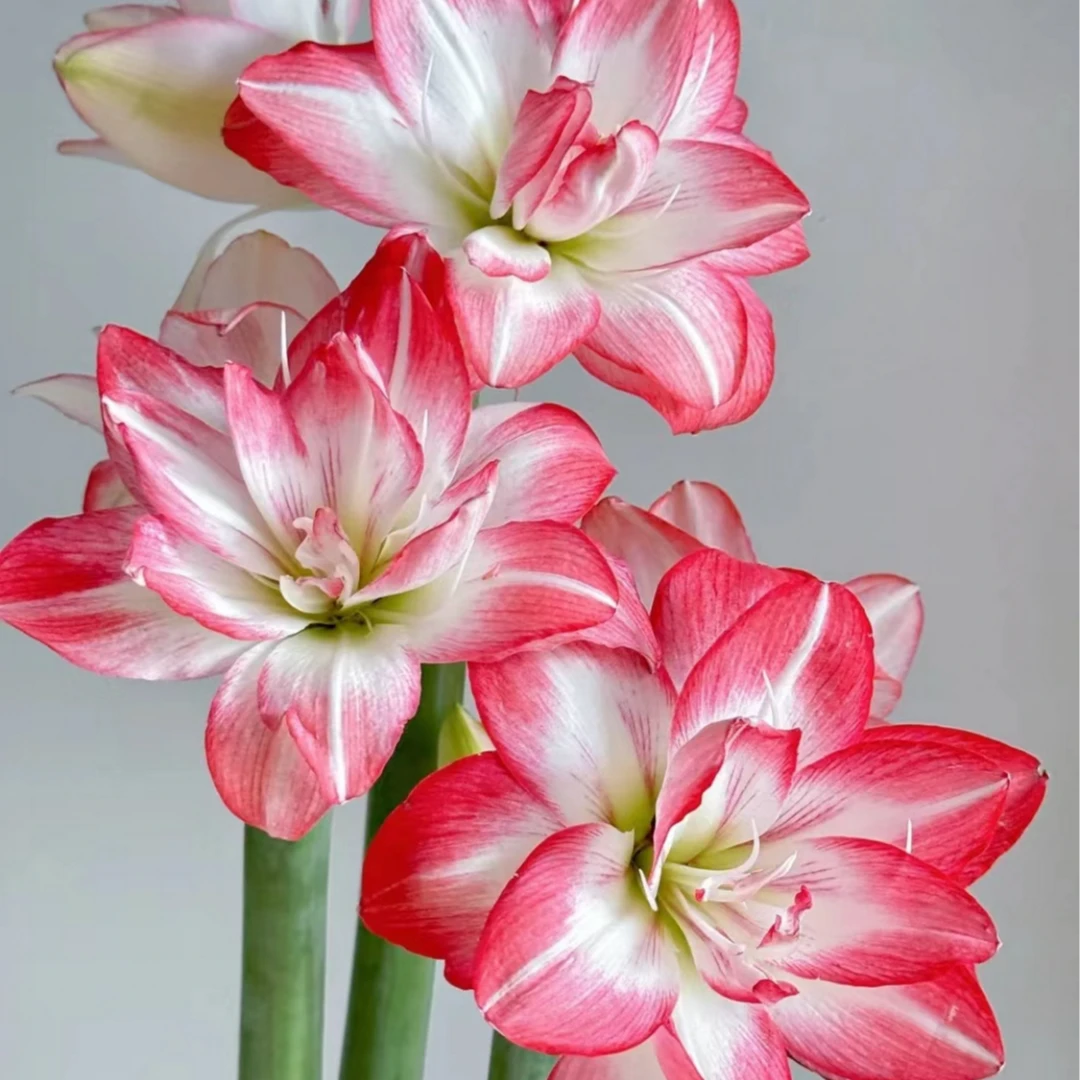 【水培朱顶红鲜切花】花孔雀品种【艾莫园艺品牌】