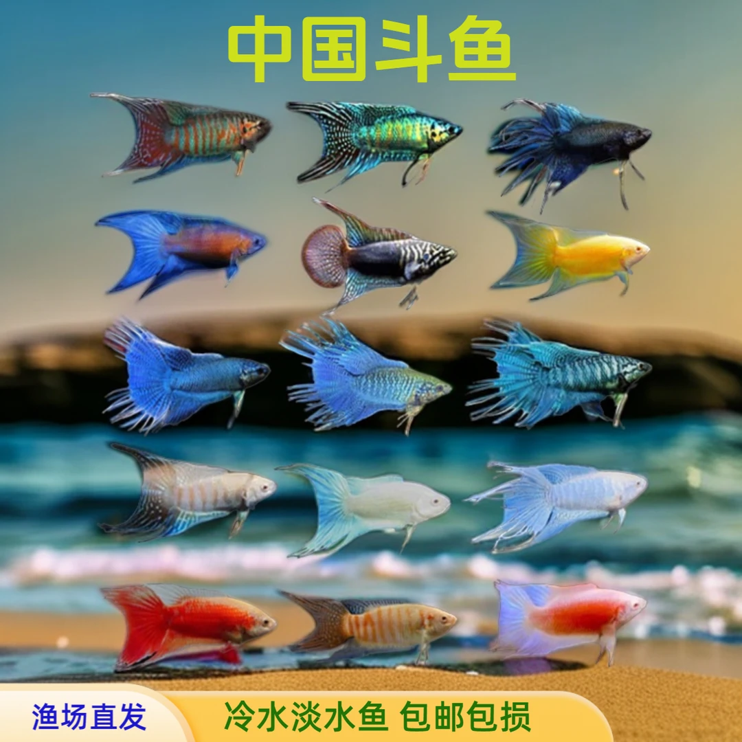 中国斗鱼无纹蓝蛇黄金白兔白澳白蓝活体成鱼淡水观赏鱼好养原生鱼