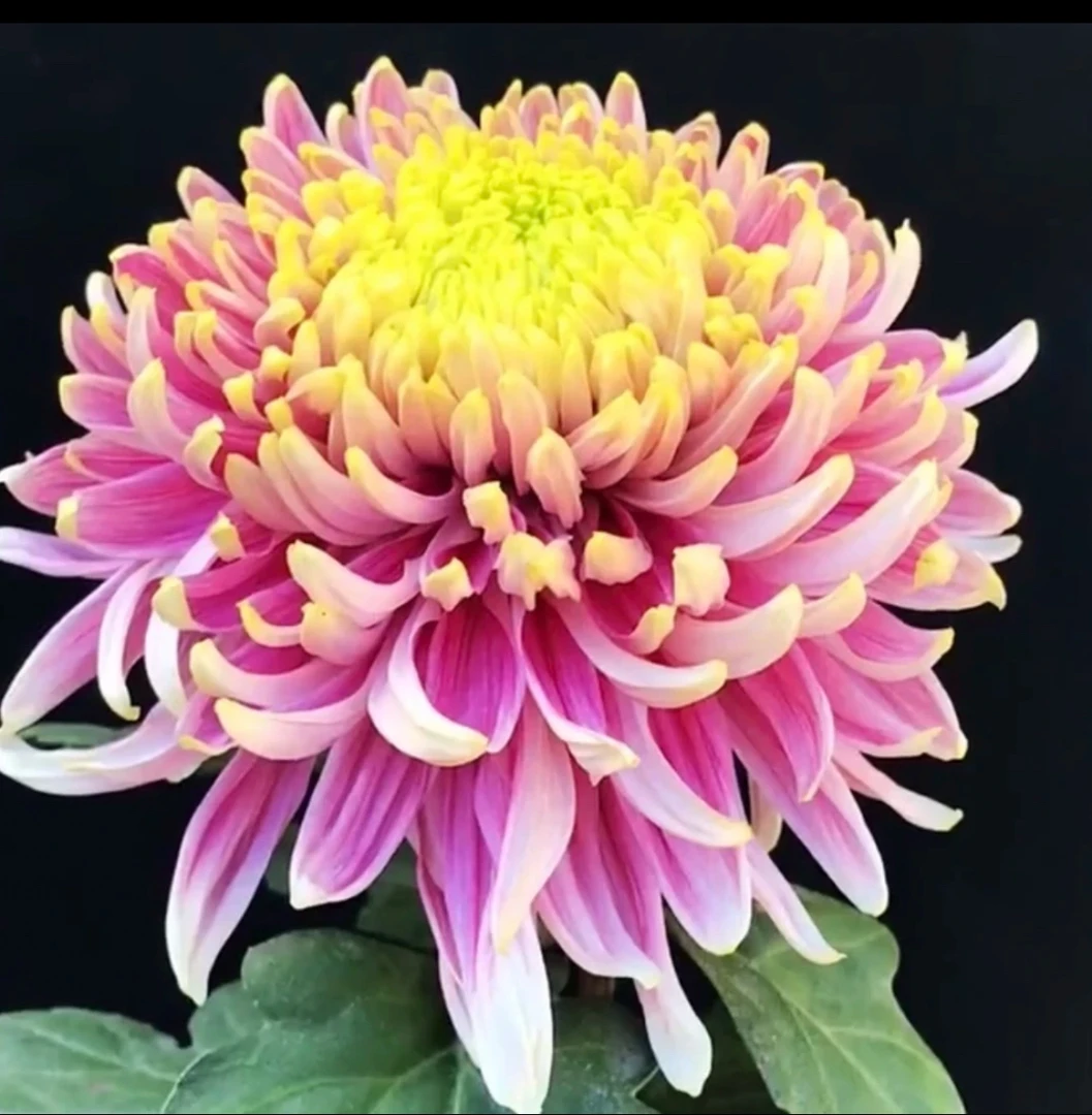 【盘龙木兰】菊花盆栽大花多年生耐寒好养绿植花卉带花苞发货