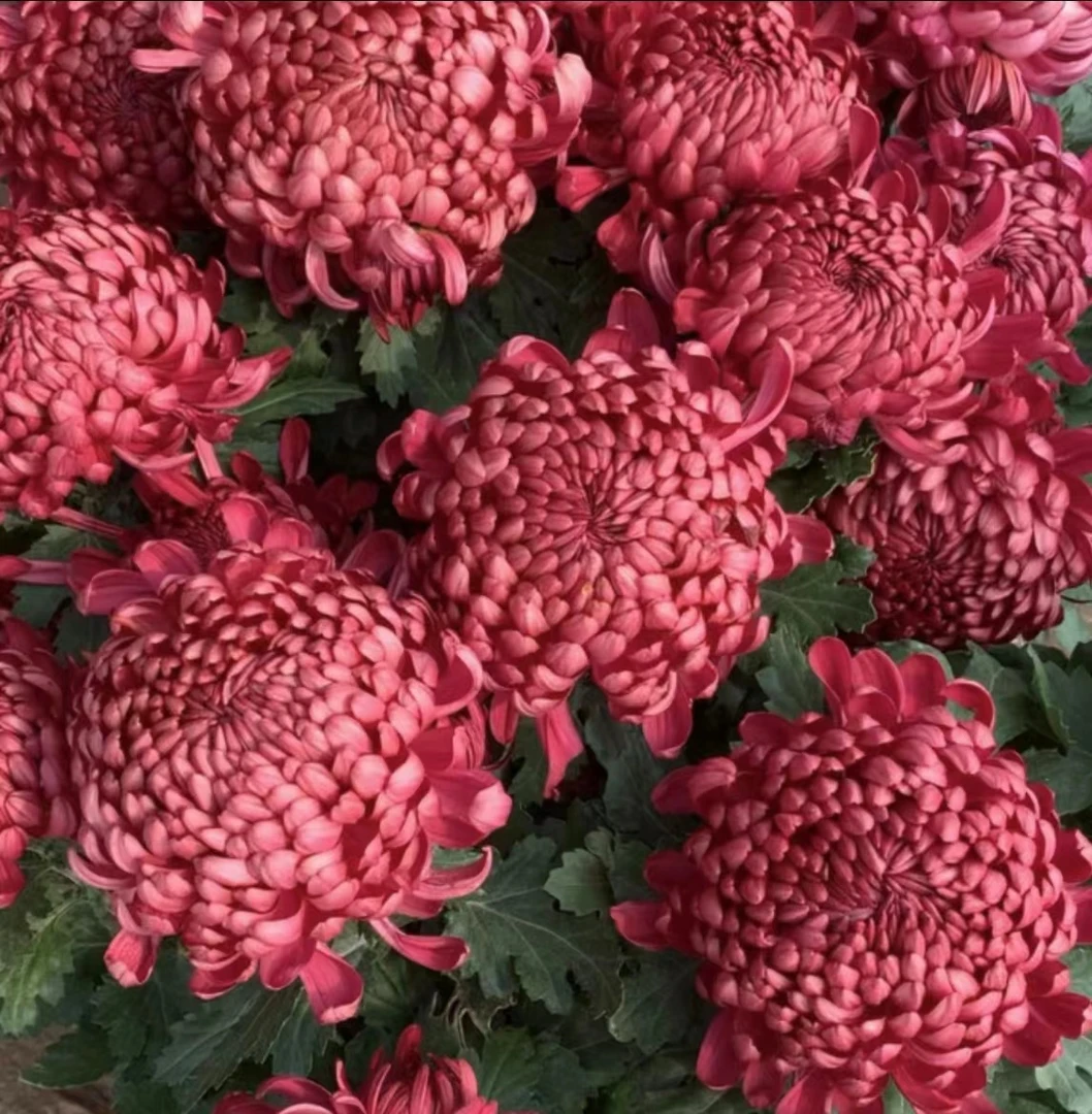 【红绣球】菊花盆栽大花九月菊荷兰菊耐寒带花苞好养四季开花花卉