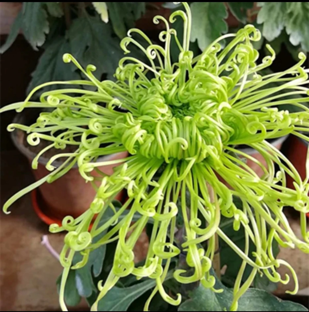【绿千丝】千丝菊菊花盆栽九月菊大花带花苞千头菊小雏菊室内外盆栽