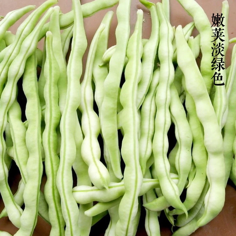 【满5包包邮】特级九粒白芸豆种子白不老豆角种籽早熟高产豆角种子