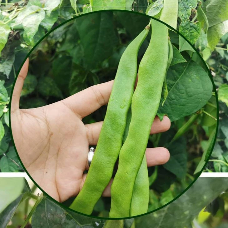 【满5包包邮】白芸豆眉豆压塌架扁豆角四季可种种子