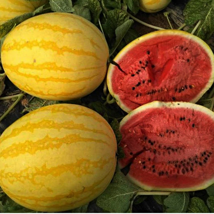 【满5包包邮】特甜黄皮红壤西瓜种子早春夏播西瓜种子四季播种
