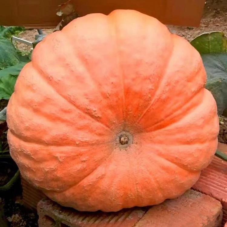 【满5包包邮】直播间高产香甜南瓜大南瓜种籽四季种孑巨型南瓜种子