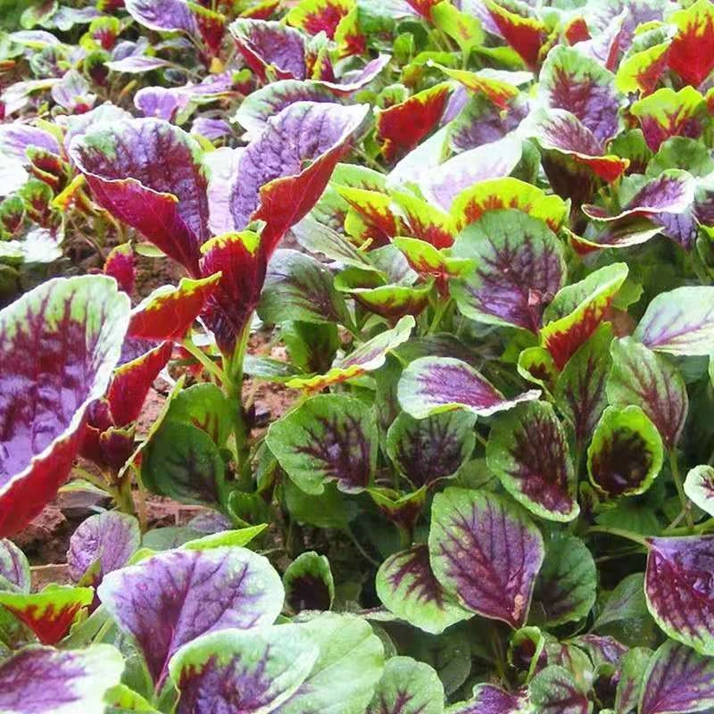 【满5包包邮】直播间红苋菜种子苋菜种籽蔬菜种子圆叶盆栽蔬菜