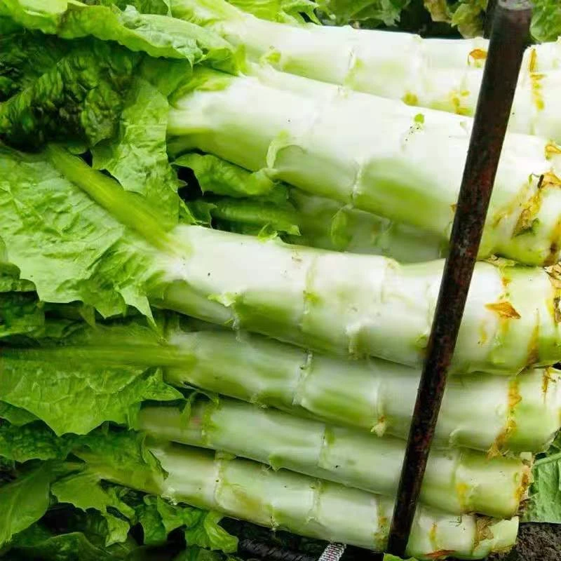 【满5包包邮】直播间莴苣种籽香莴笋四季莴苣种子莴笋菜种孑