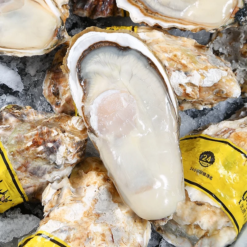 山东生蚝鲜活 牡蛎新鲜海鲜水产带壳海蛎子顺丰冷链