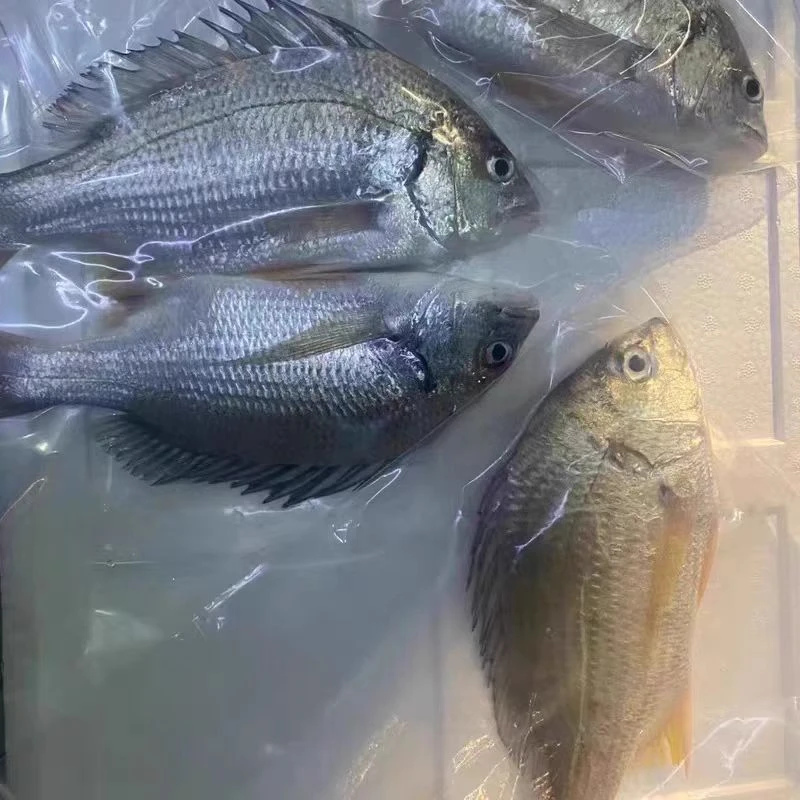 《潮星干货》莆田文甲渔船捕捞黄翅鱼黑雕鱼马鲛鱼鲅鱼海虾