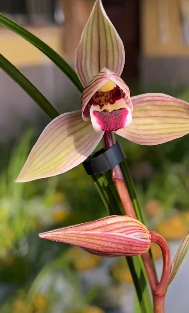 小黄车兰花一物一拍