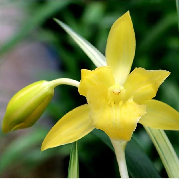 【带花苞.神童云】金黄色大花先透艺常青鲜花春季绿植室内盆栽
