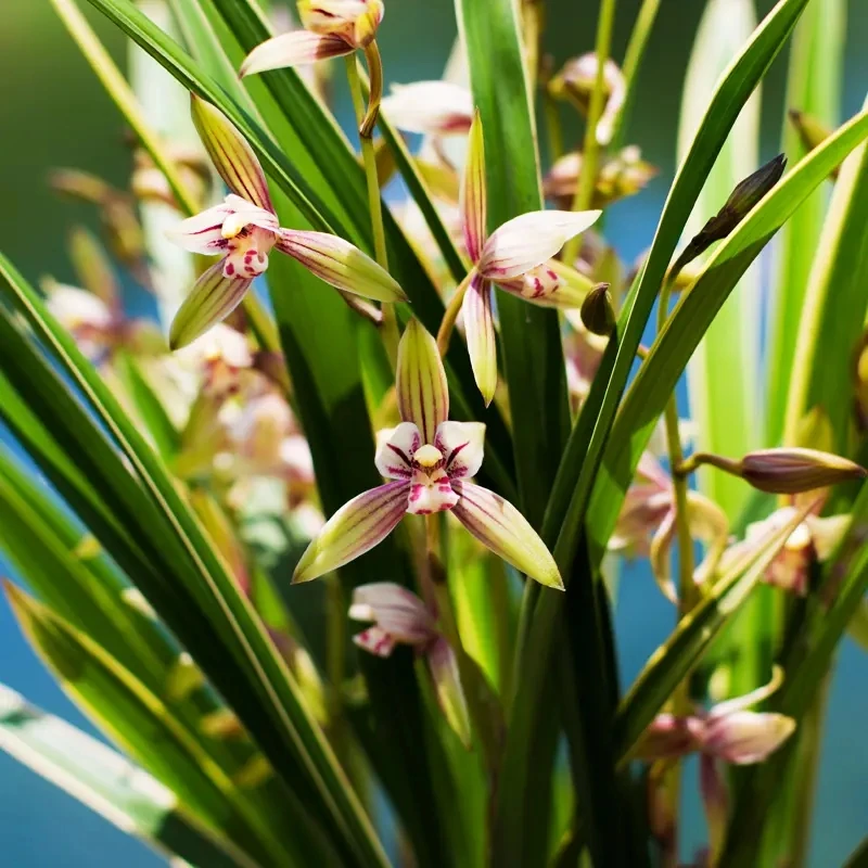 【带花苞.黄金彩虹】兰草常青花卉鲜花春夏季绿植室内盆栽