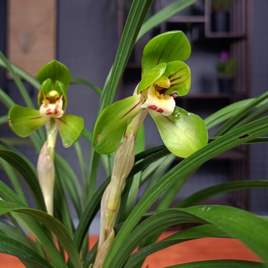 【大团圆】名贵年宵花花卉鲜花春季绿植室内盆栽