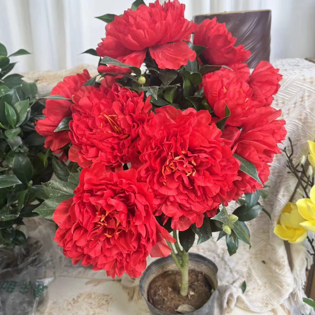 克瑞墨名贵8年茶花树老桩耐寒花卉茶花阳台盆栽庭院盆景花苞