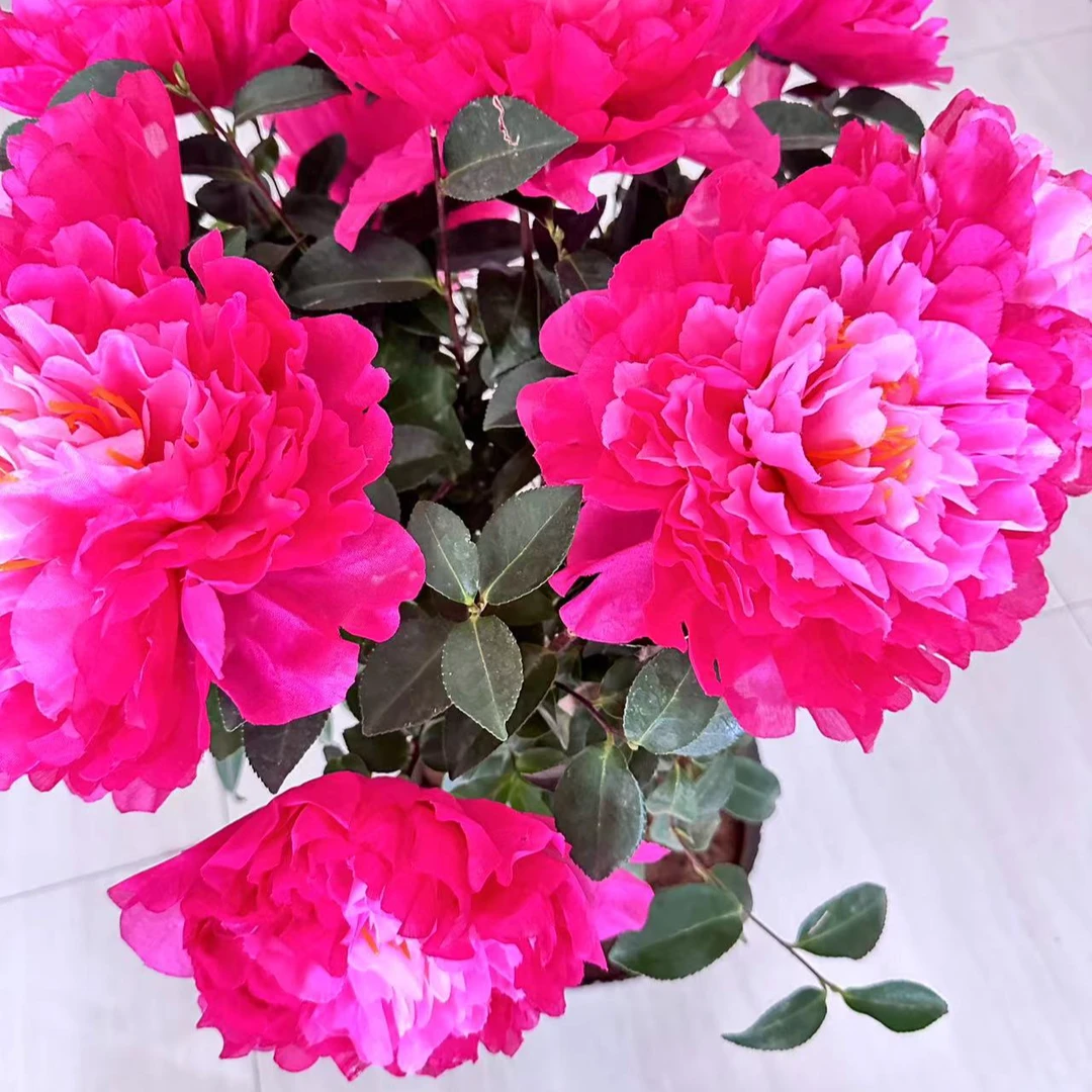 东牡丹茶梅老桩耐寒花卉四季茶花阳台盆栽庭院盆景花苞四季常青