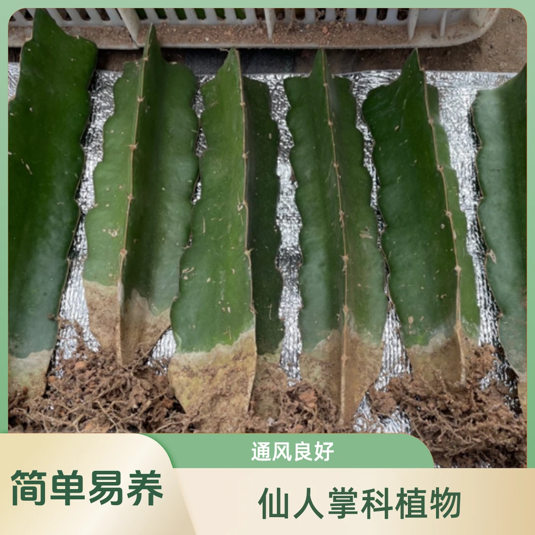 三角柱嫁接砖木三棱箭蟹爪兰仙人掌三角柱植物花卉养护发货实物