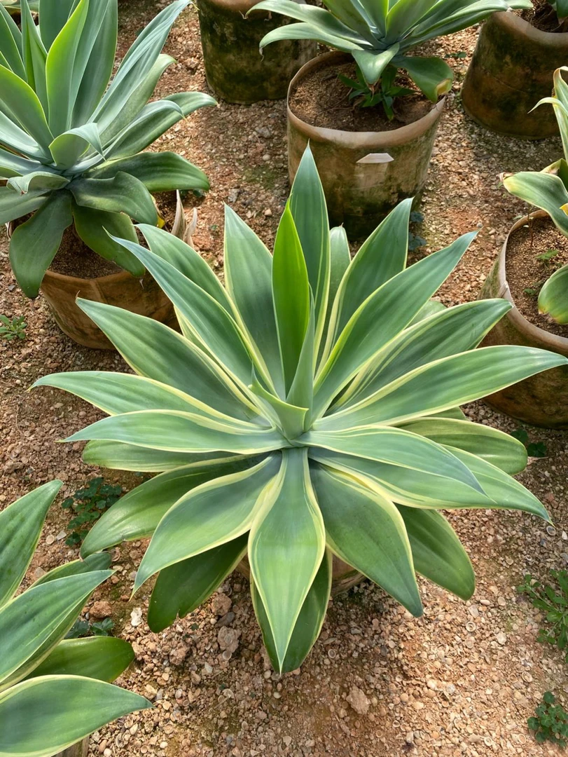 狐尾龙舌兰锦(初绿)浅中斑沙生植物庭院室内造景景观植物