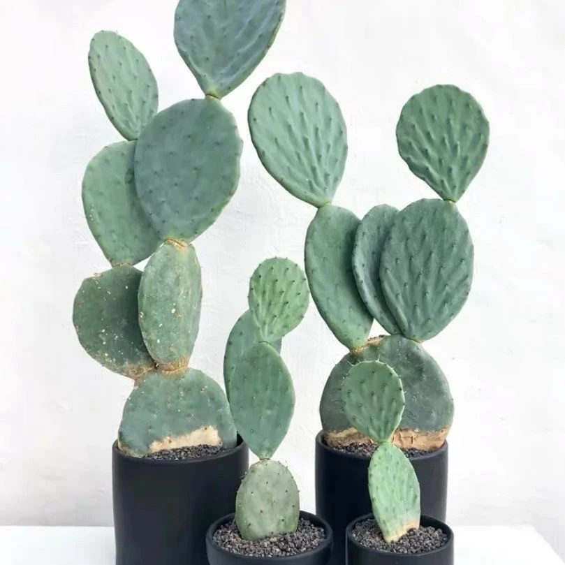 大盆丸圆镜仙人掌米奇造型仙人柱室内观赏兔儿形状沙漠植物景观
