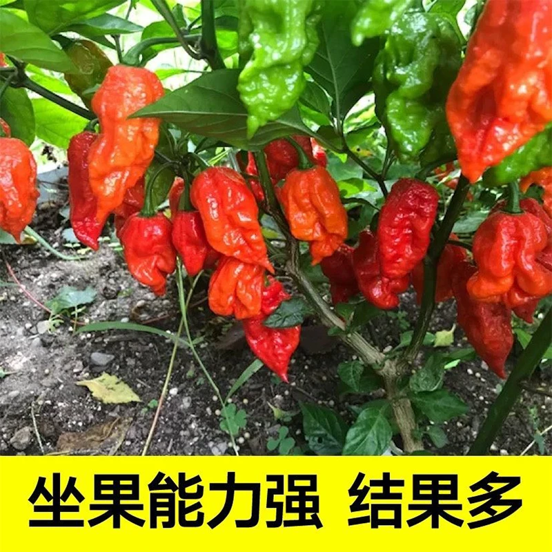 印度鬼椒种子魔鬼椒特辣超级辣魔鬼辣椒种子菜园阳台种植辣椒种籽
