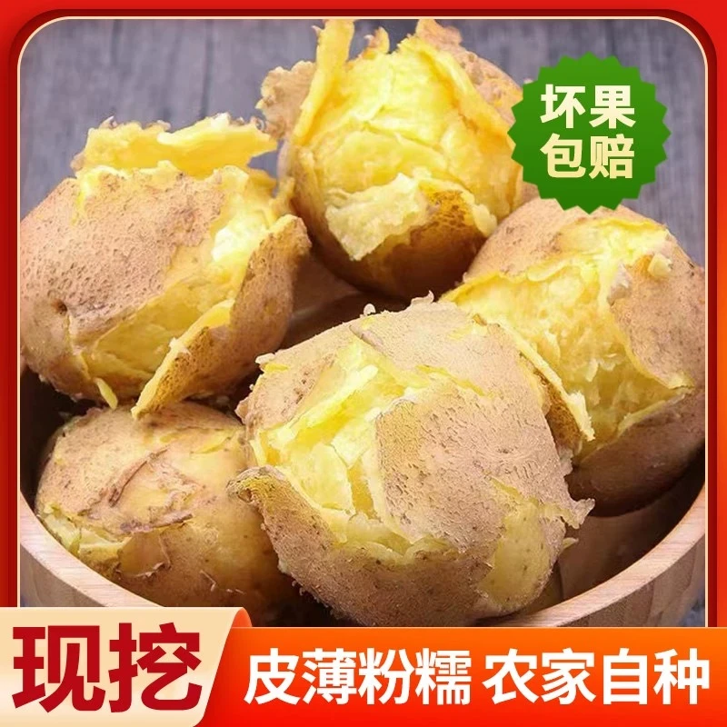 2024新鲜甘肃定西旱沙地黄皮黄心土豆净重粉面洋芋马铃薯