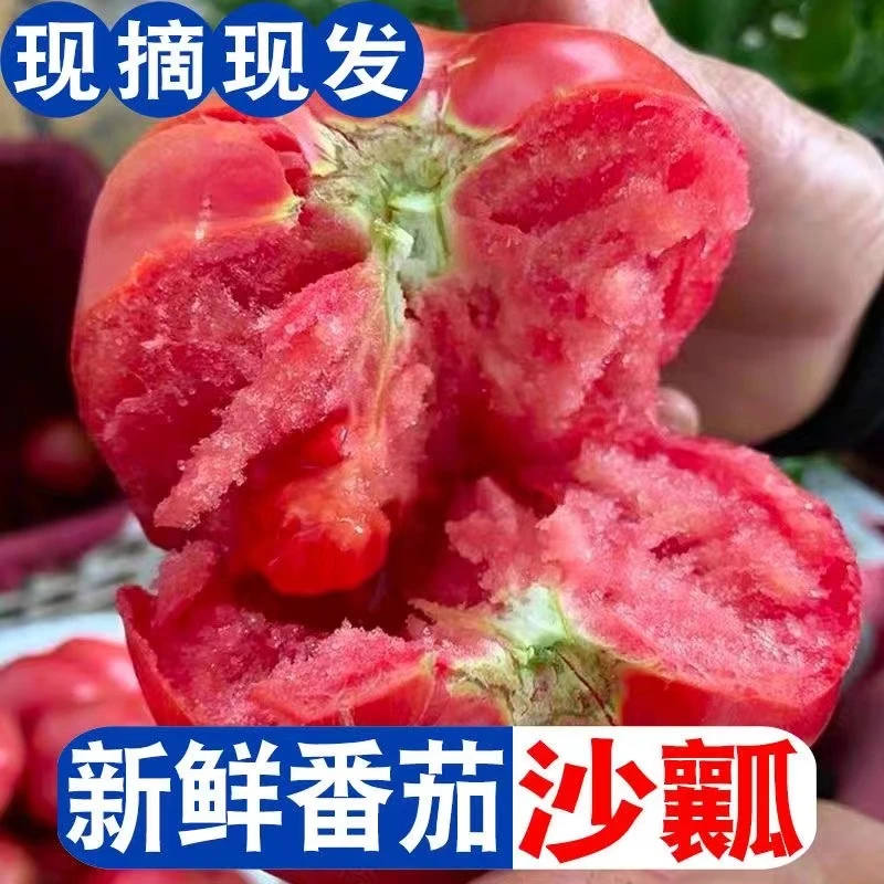 正宗宁夏普罗旺斯西红柿新鲜番茄蔬菜自然熟5斤装包邮生吃沙瓤水