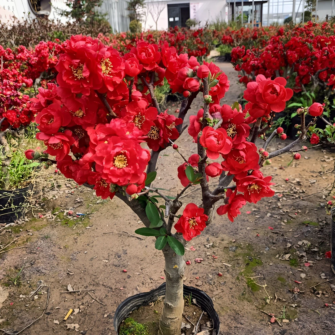 海棠花品种（长寿冠，复色东洋锦，彩玉，银长寿，世界一，梦绘卷等）