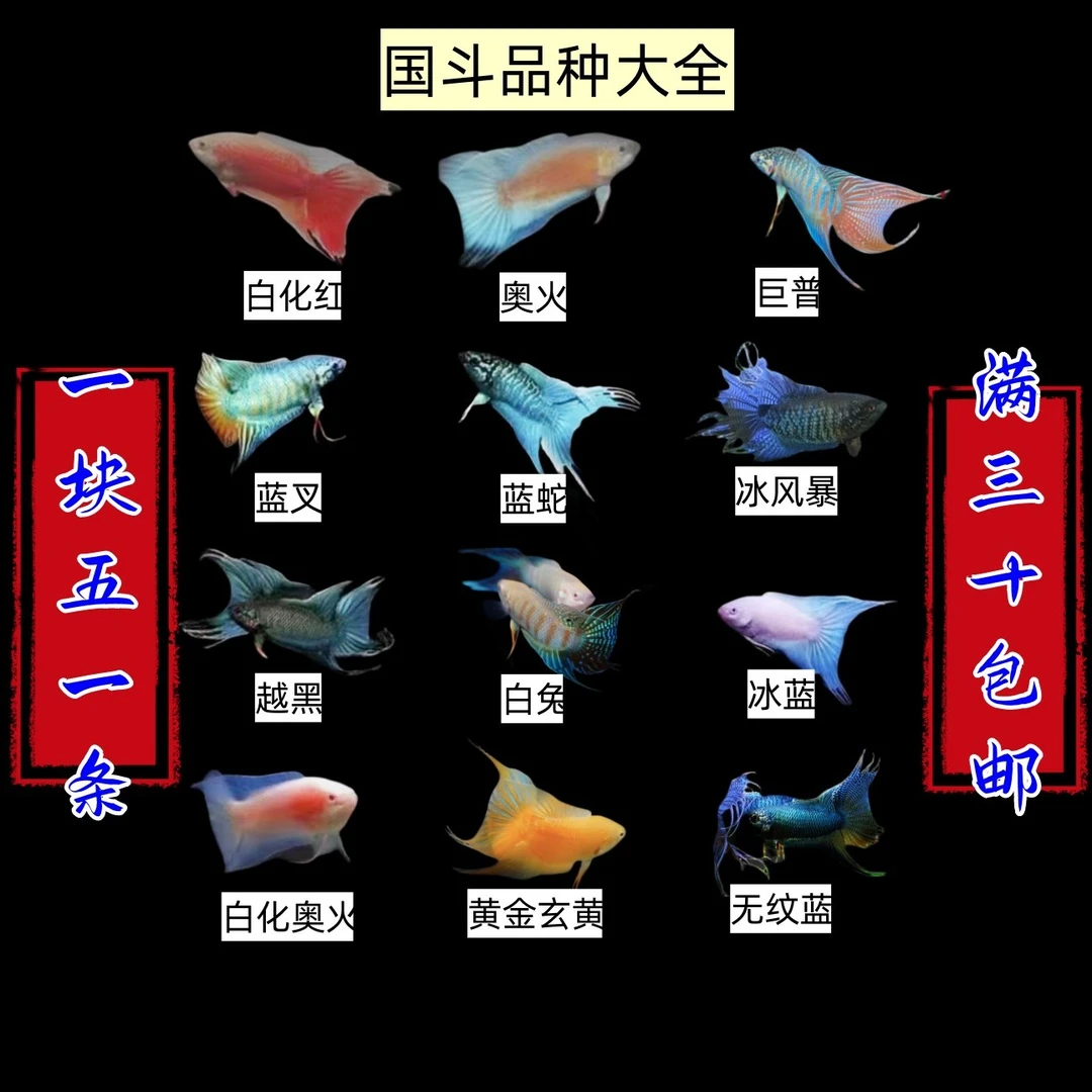 中国斗鱼11个品种大全小型观赏鱼饲养简单