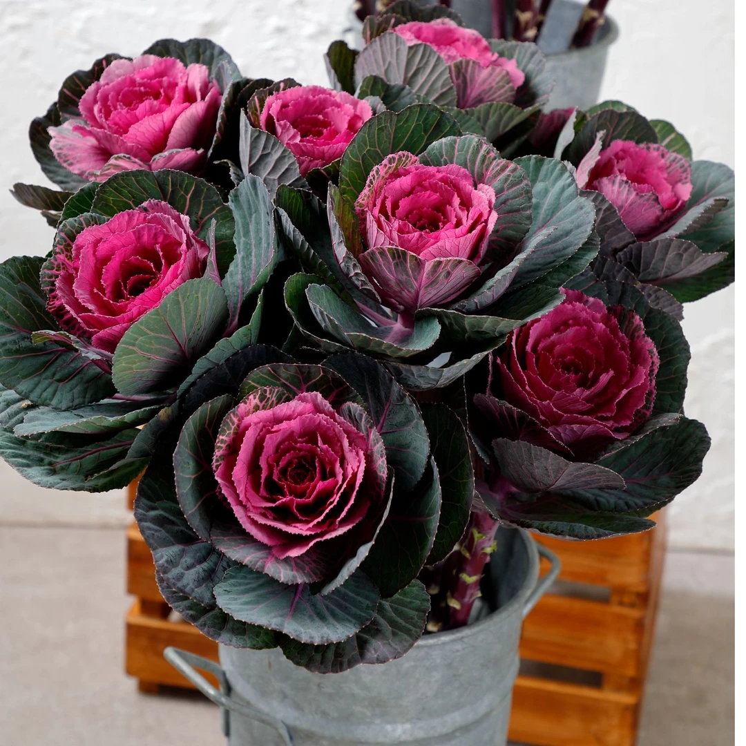 羽衣甘蓝花卉绿植盆栽冬日玫瑰阳台庭院好养易活耐寒耐热进口切花