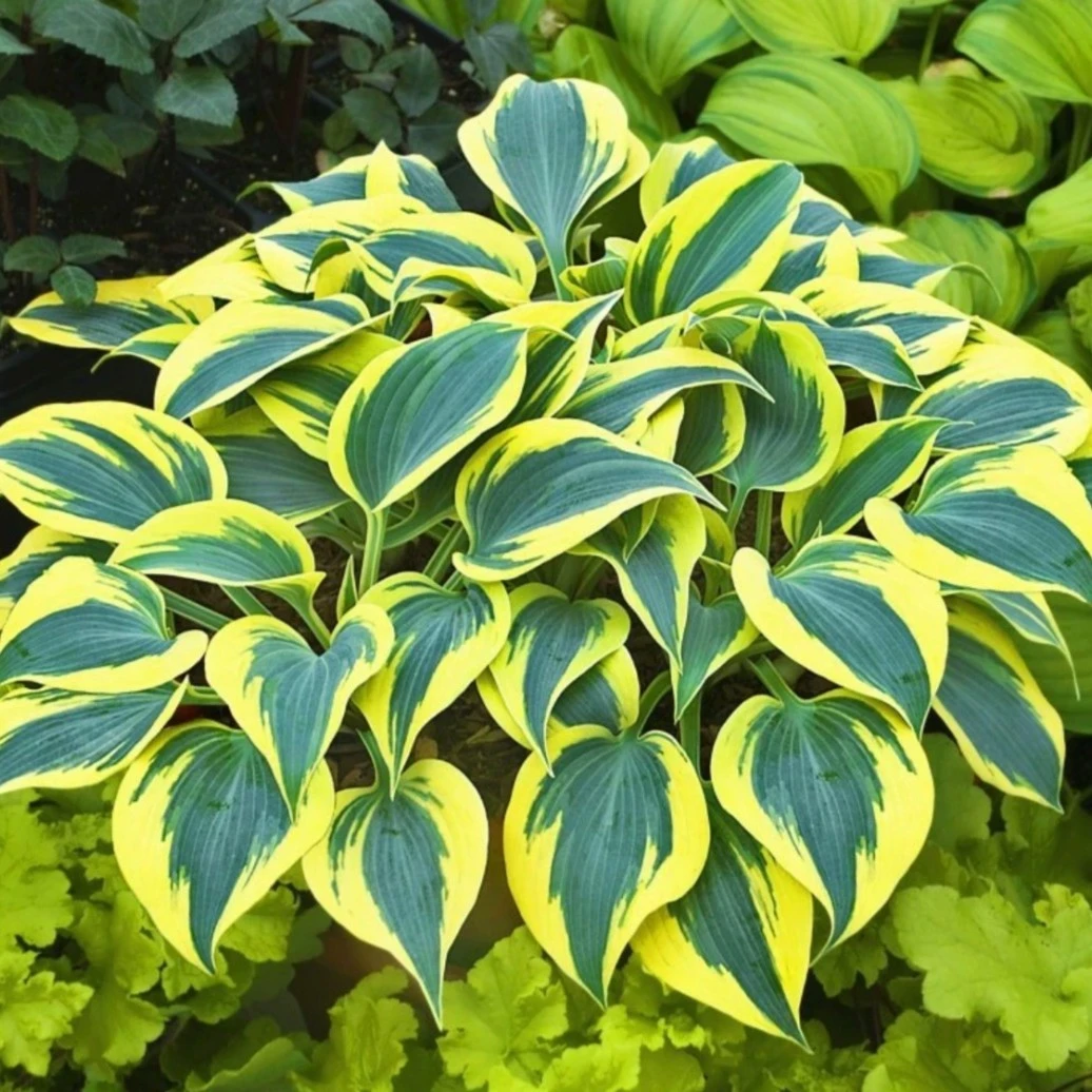 玉簪观叶百合盆栽绿植阳台多年生耐寒白花好养活大叶观花地玉簪花