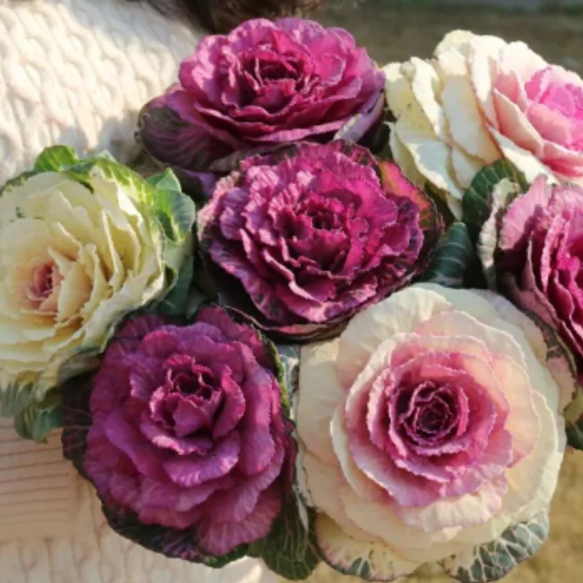 羽衣甘蓝花卉绿植盆栽冬日玫瑰阳台庭院好养易活耐寒耐热进口切花