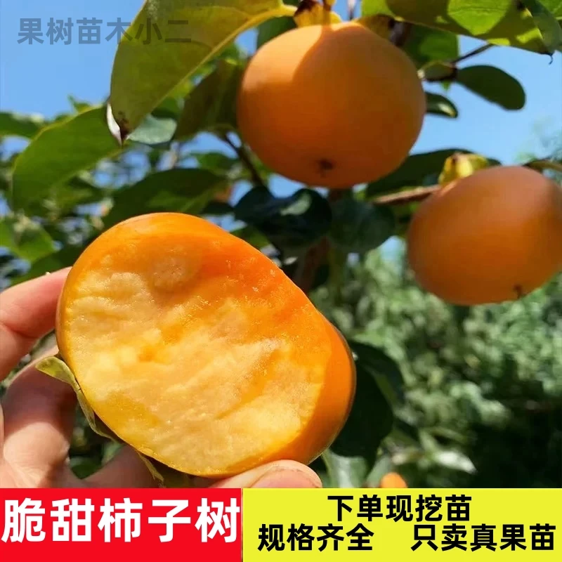 脆甜柿子树苗当年结果南北方种植果树苗  拍二发三 送肥料