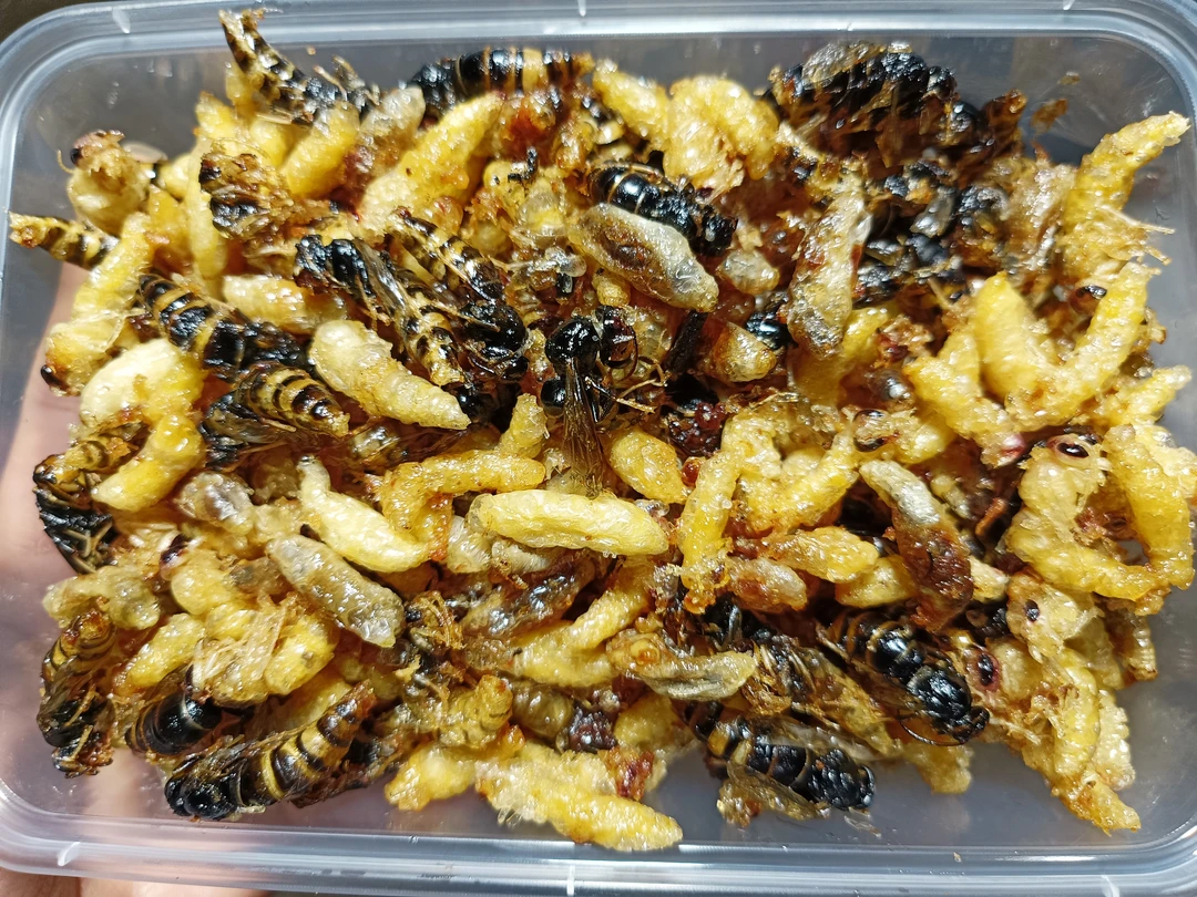 云南油炸蜂蛹1.2.3.4级