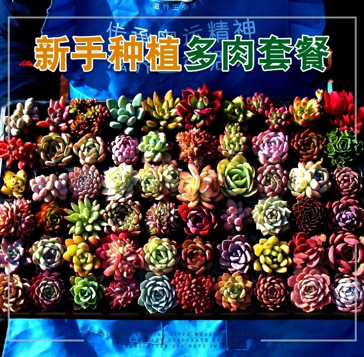 多肉植物组合盆栽套餐肉肉植物含盆稀有品种大颗好养花卉绿植室内