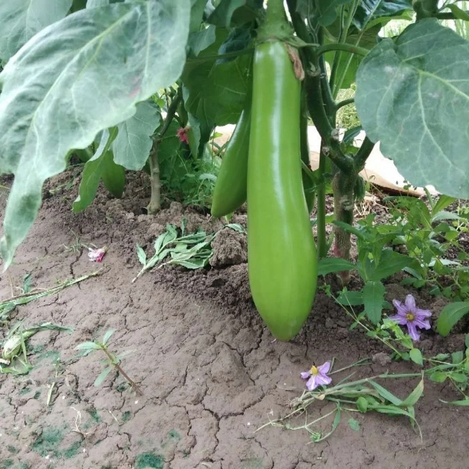 嫁接绿长茄种苗绿冠茄子苗青茄子苗大面积种植茄苗蔬菜秧苗
