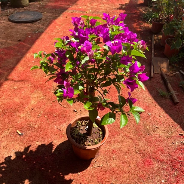 三角梅（补货邮费差价）