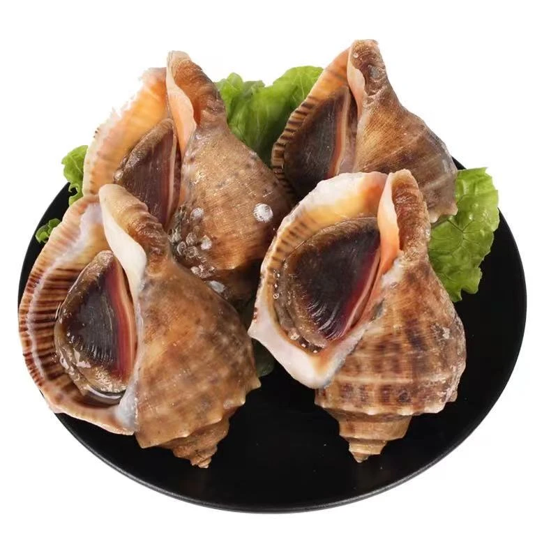 连云港海捕地笼网海螺连云港发货