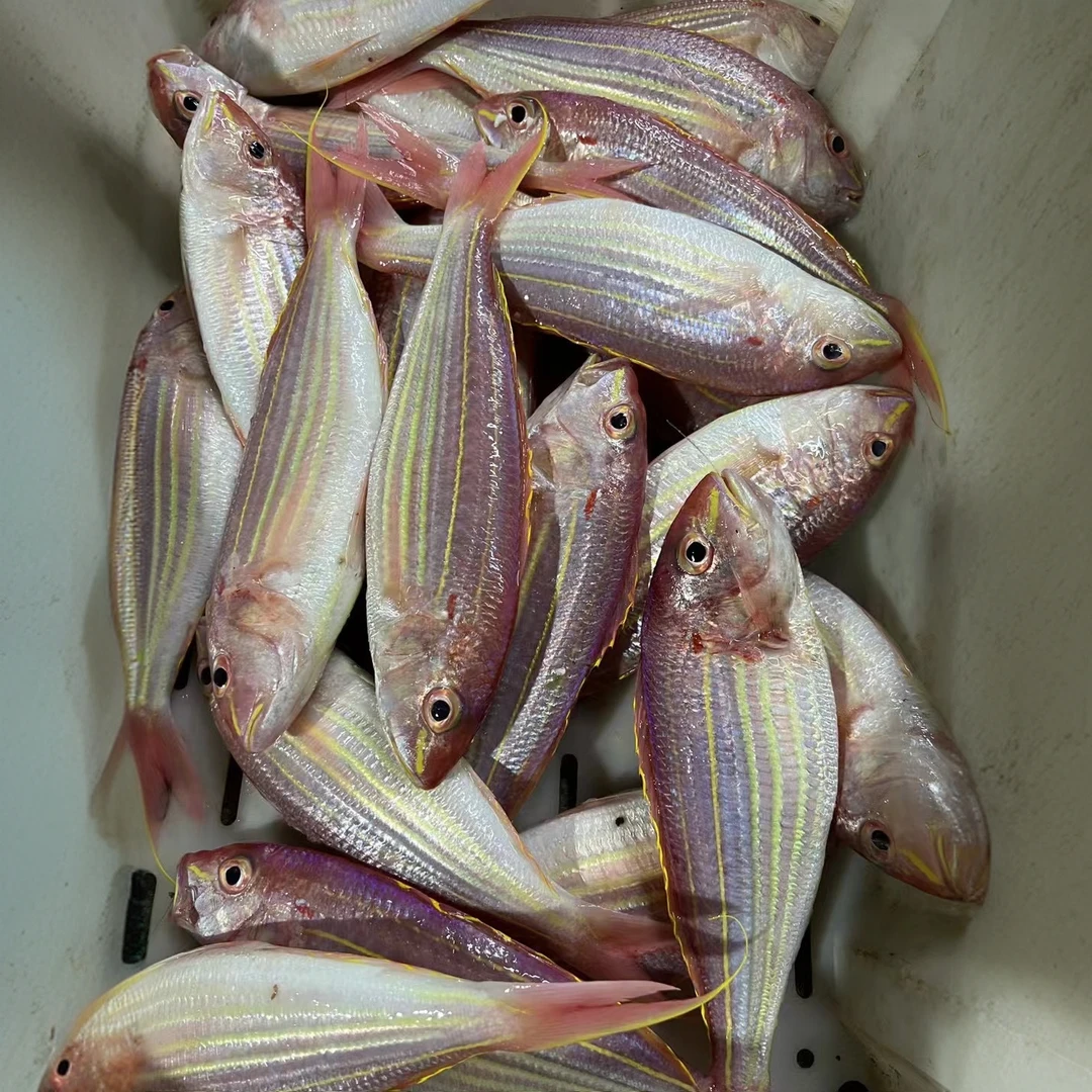 【红杉鱼】惠来神泉本港海鲜