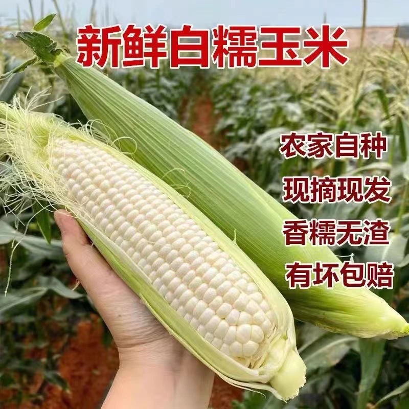 广西白糯玉米农家土特产新鲜甜紫皮牛奶白5斤现摘粘玉米现摘